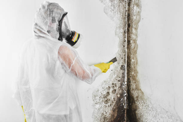 Best Black Mold Removal  in Tracy, MN