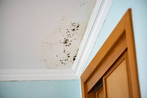Best Mold Damage Repair  in Tracy, MN