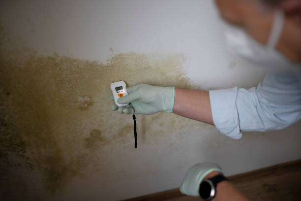 Best Black Mold Removal  in Tracy, MN
