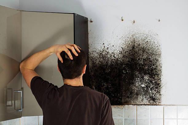 Best Toxic Mold Removal  in Tracy, MN