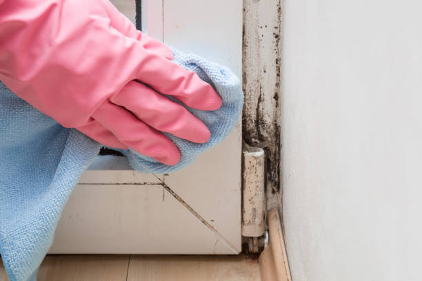 Best Crawl Space Mold Removal  in Tracy, MN
