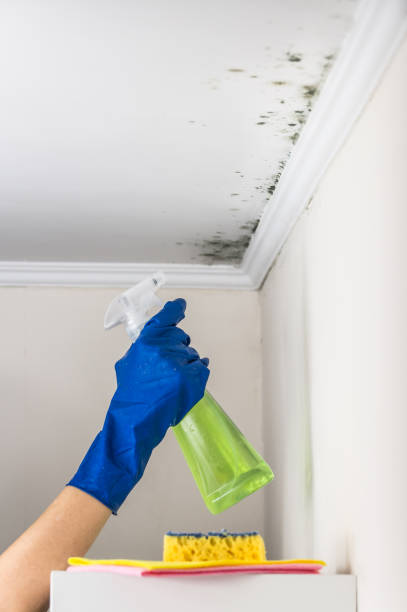 Best Mold Damage Repair  in Tracy, MN
